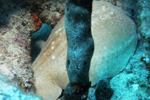 Bogenstirn-Zitterrochen (Torpedo panthera)