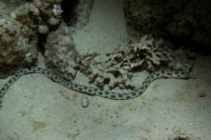 Gepunkteter Ringelschlangenaal (Myrichthys maculosus)