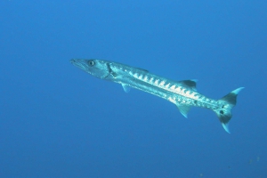 Großer Barrakuda (Sphyraena barracuda)