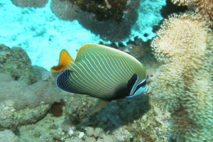 Kaiserfische (Pomacanthidae)