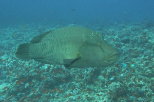 Lippfische (Labridae)