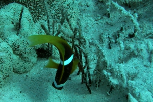 Anemonenfische (Amphiprion)