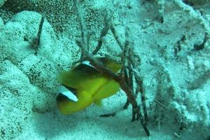 Rotmeer-Anemonenfisch (Amphiprion bicinctus)