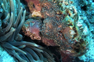 Rotmeer-Anemonenfisch (Amphiprion bicinctus)