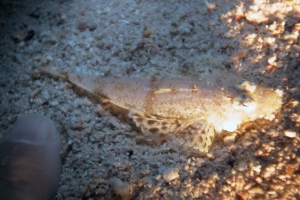 Krokodilsfisch (Papilloculiceps longiceps)