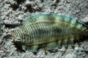 Plattfische (Pleuronectiformes)