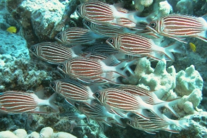 Diadem-Soldatenfisch (Sargocentron diadema)