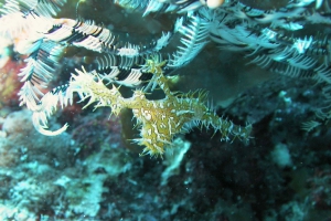 Geisterpfeifenfische (Solenostomus)