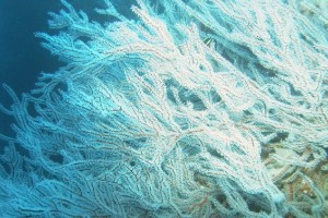 Schwarze Korallen (Antipatharia)