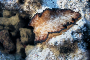 Plattwürmer (Platyhelminthes)