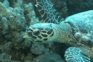 Meeresschildkröten (Cheloniidae)