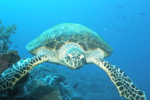 Meeresschildkröten (Cheloniidae)