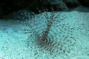 Ringelwürmer (Annelida)