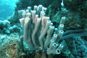 Schwämme (Porifera)
