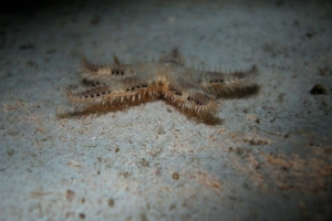 Stachelhäuter (Echinodermata)