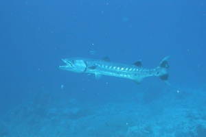 Großer Barrakuda (Sphyraena barracuda)