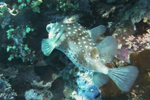 Igelfische (Diodontidae)