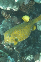 Kofferfische (Ostraciidae)