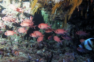 Roter Soldatenfisch (Myripristis murdjan)