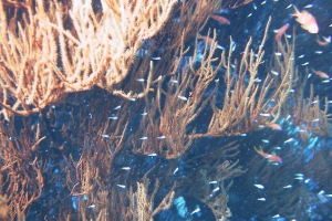 Schwarze Korallen (Antipatharia)