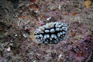 Weichtiere (Mollusca)